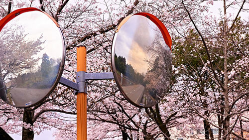 Low angle view of cherry trees against sky