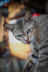 Close-up portrait of a cat