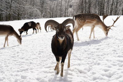 Horses on snow covered field