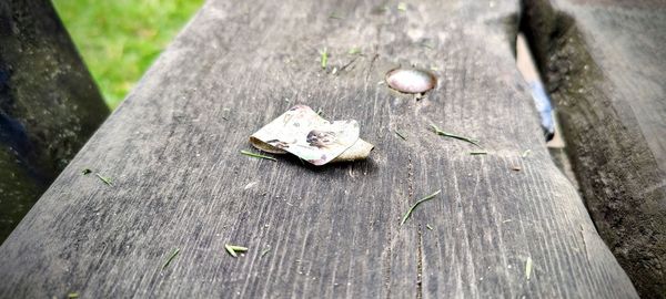 High angle view of shell on wood