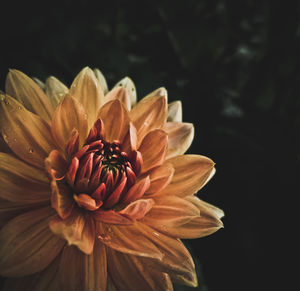 Close-up of flowering plant against black background