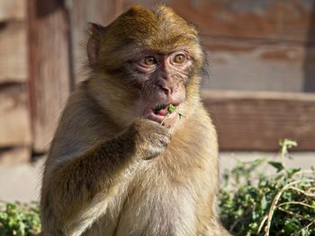 Monkey looking away in a zoo
