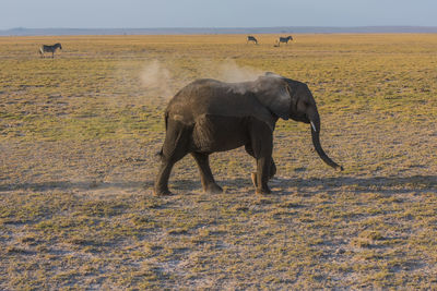 Elephant on sand