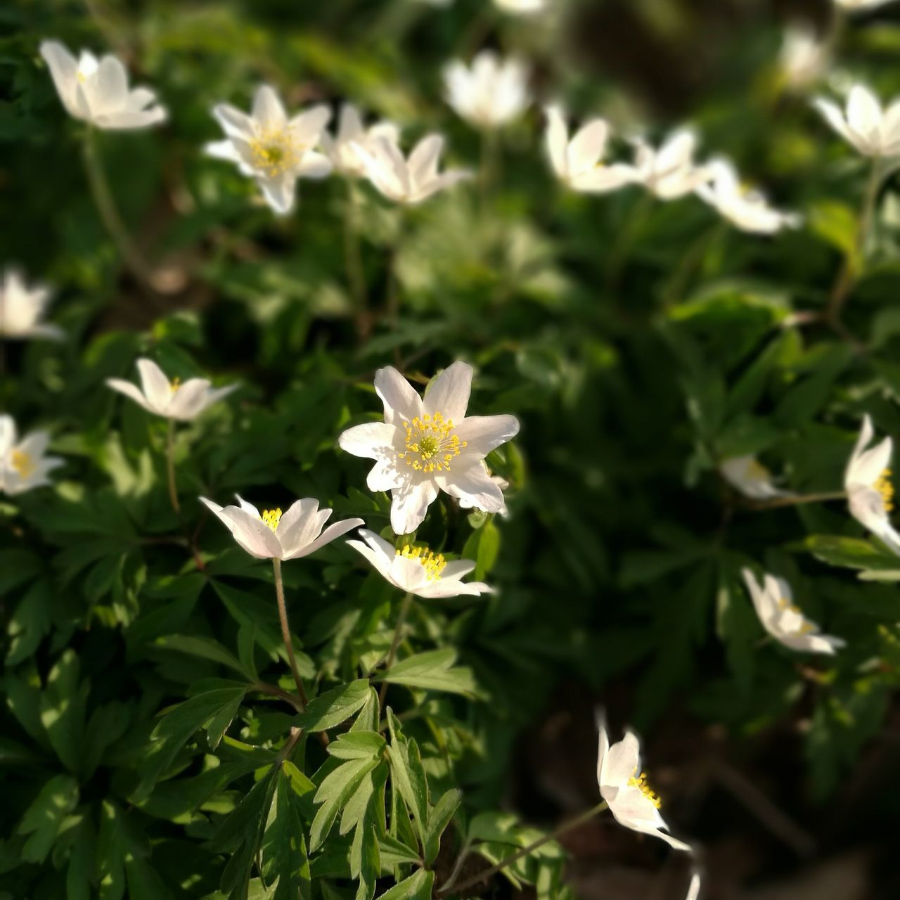 growth, nature, leaf, beauty in nature, flower, fragility, plant, focus on foreground, freshness, outdoors, no people, blooming, close-up, day, flower head, green color, water