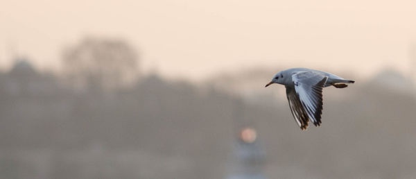 Close-up of bird flying