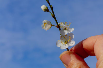 Twig with white cherry blossoms held in a hand in front of a blue sky 