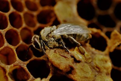 Close-up of bee on leaf