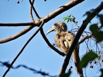 Low angle view of bird perching on tree against clear sky