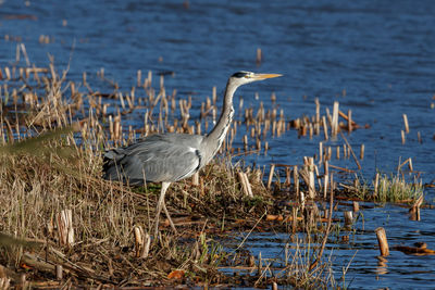 High angle view of gray heron on lake