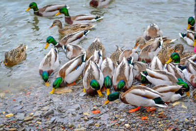 High angle view of mallard ducks swimming on lake