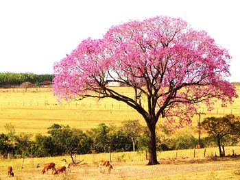 View of tree against pink sky