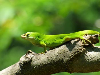 Close-up of lizard