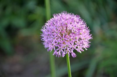 Close-up of purple flowering plant