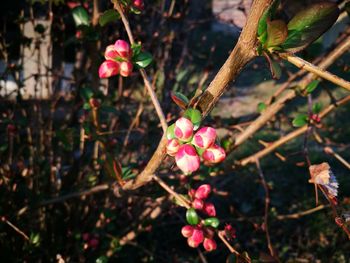 Close-up of pink flowering plant