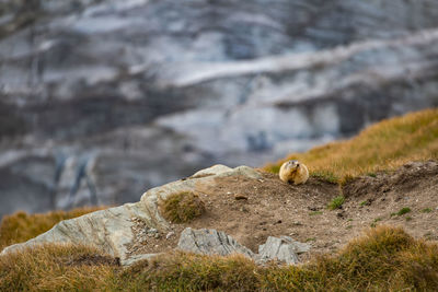 View of lizard on rock