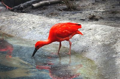 Close-up of bird in water