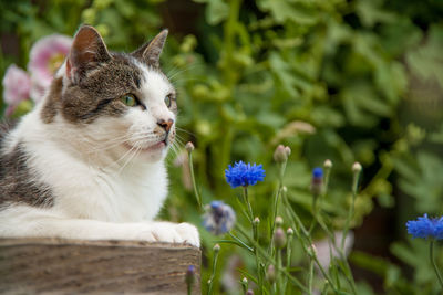 Close-up of cat on plant