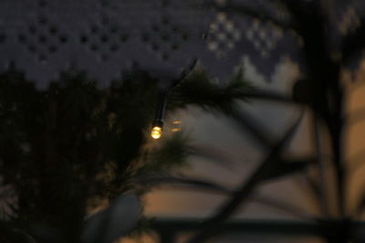 Low angle view of illuminated christmas tree at night