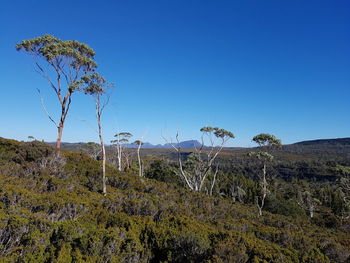 Plants growing on land against clear blue sky