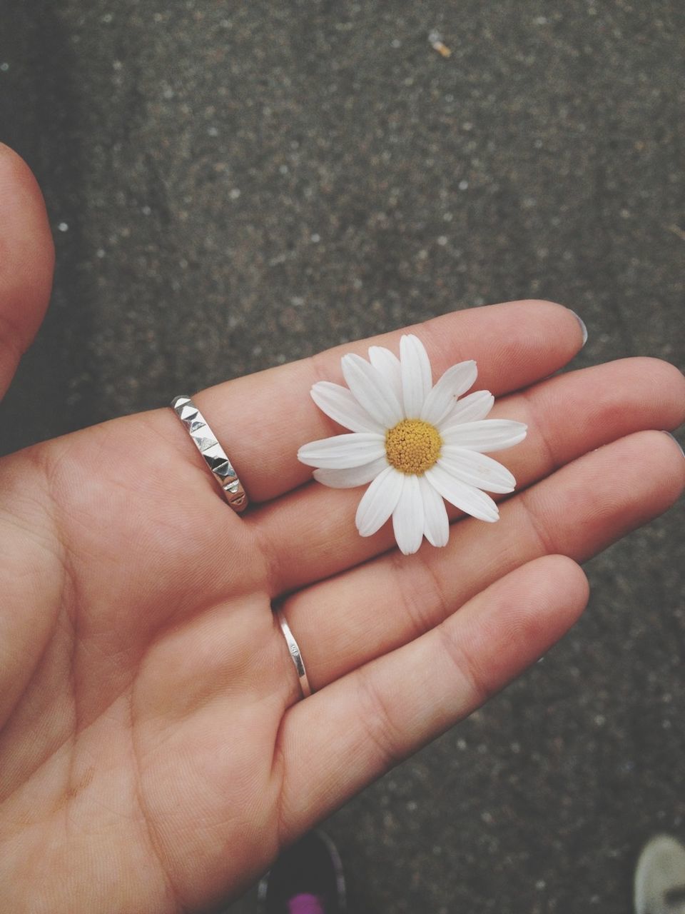 person, flower, holding, human finger, part of, petal, personal perspective, cropped, flower head, unrecognizable person, fragility, close-up, freshness, high angle view, lifestyles, white color