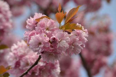 Close-up of pink cherry blossoms