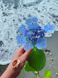 Cropped hand holding purple flowering plant