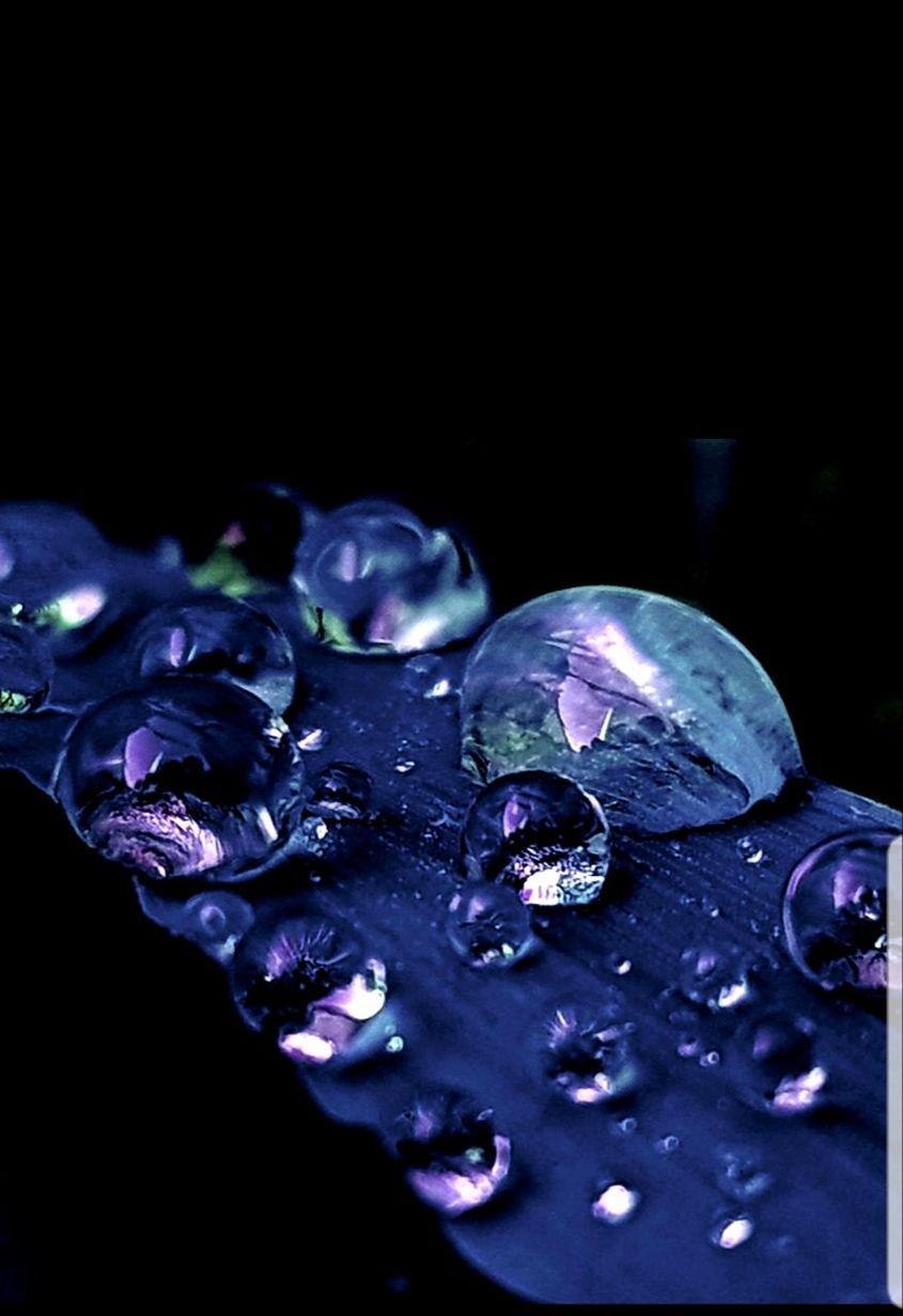 studio shot, indoors, close-up, black background, no people, freshness, purple, selective focus, shiny, copy space, food and drink, still life, drop, dark, food, focus on foreground, berry fruit, high angle view, jewelry, precious gem