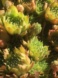 Full frame shot of succulent plant