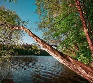 Tree by lake in forest against sky