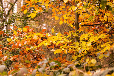 Close-up of autumn leaves on tree