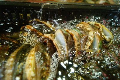 Close-up of fish for sale