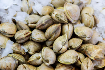 Close-up of mussels on ice at fish market