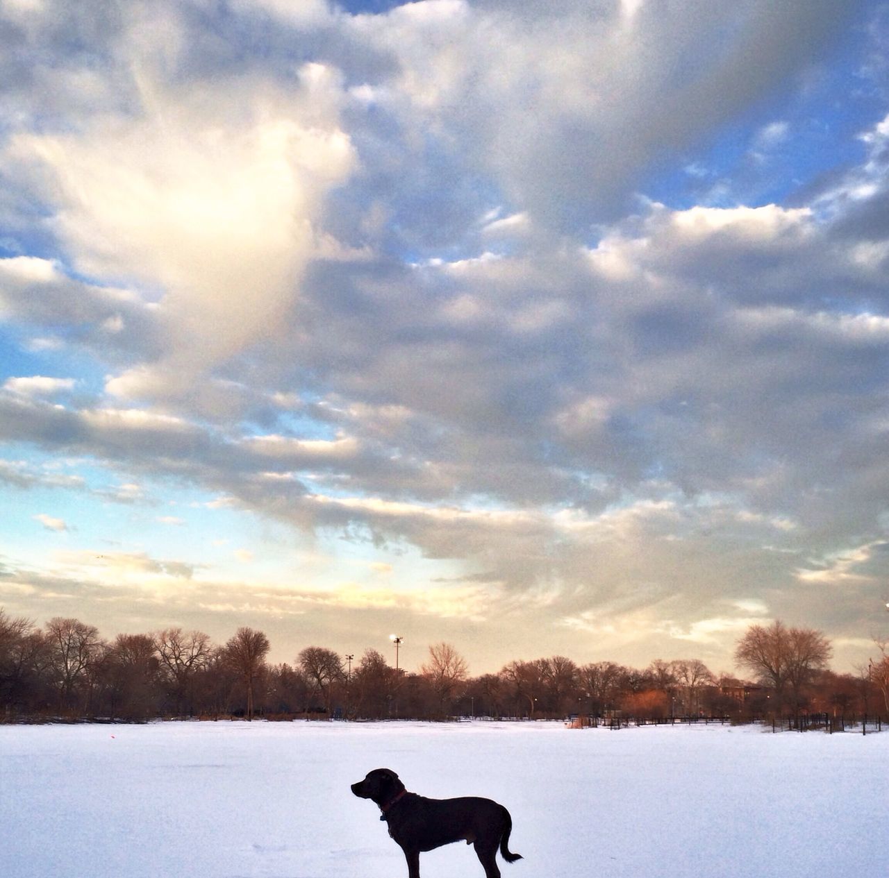 snow, winter, cold temperature, season, domestic animals, weather, animal themes, dog, mammal, pets, field, sky, covering, landscape, one animal, tranquil scene, tranquility, nature, cloud - sky, beauty in nature