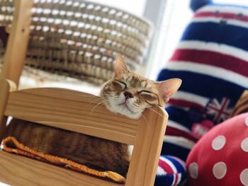 Close-up of cat sleeping on chair at home