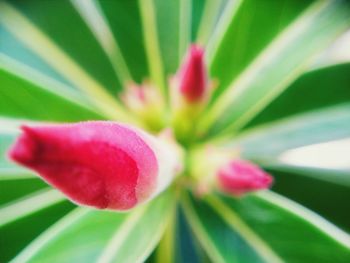 Close-up of pink flowers