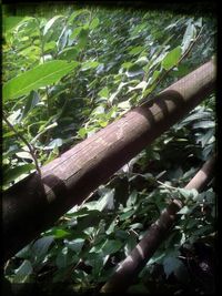 Close-up of plants