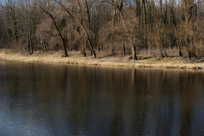 Reflection of trees in lake