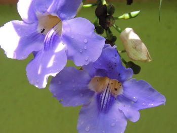 Close-up of water drops on pink flower