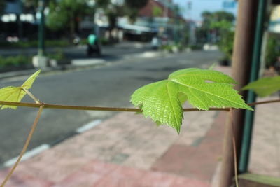 Close-up of plant growing on footpath