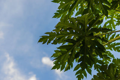 Low angle view of green leaves against sky