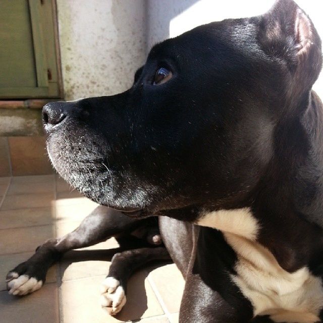 animal themes, pets, one animal, domestic animals, indoors, mammal, dog, black color, close-up, home interior, looking away, two animals, no people, portrait, sitting, black, home, focus on foreground, full length