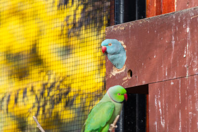Close-up of parrot perching in cage