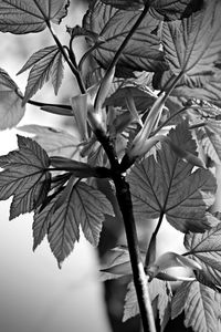 Low angle view of leaves on tree