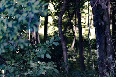 Trees in forest