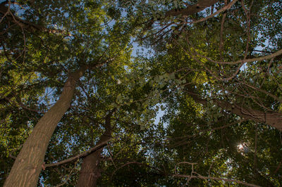 Low angle view of trees in forest