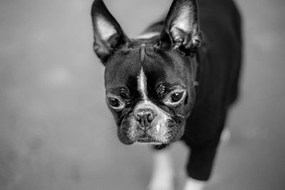 Close-up portrait of a dog