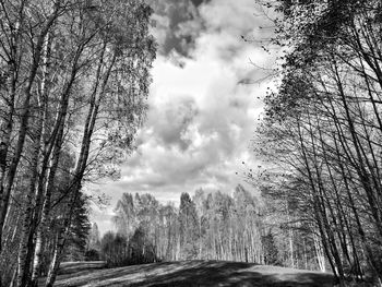 Low angle view of bare trees in forest against sky