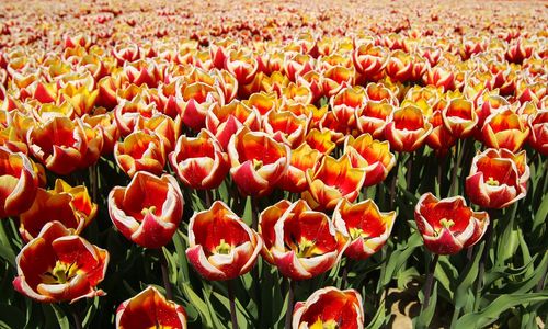 Full frame shot of red tulips