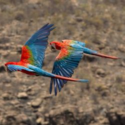 Close-up of bird flying