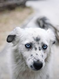 Close-up portrait of dog